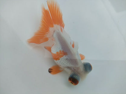 生体飯田産オランダ獅子頭弐歳魚約8センチ（1匹）オランダ/金魚/ローズテール/棚田産/きんぎょ/国産金魚【金魚小屋-希-福岡】