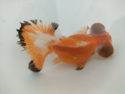 生体飯田産オランダ獅子頭弐歳魚約8センチ（1匹）オランダ/金魚/ローズテール/棚田産/きんぎょ/国産金魚【金魚小屋-希-福岡】