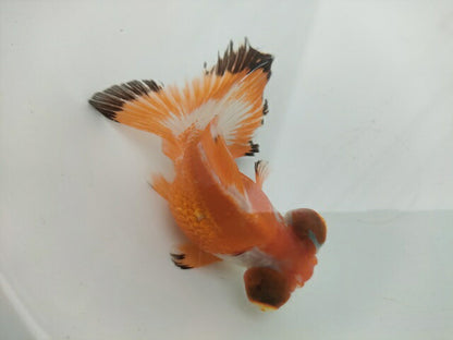 生体飯田産オランダ獅子頭弐歳魚約8センチ（1匹）オランダ/金魚/ローズテール/棚田産/きんぎょ/国産金魚【金魚小屋-希-福岡】