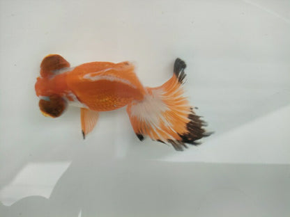 生体飯田産オランダ獅子頭弐歳魚約8センチ（1匹）オランダ/金魚/ローズテール/棚田産/きんぎょ/国産金魚【金魚小屋-希-福岡】