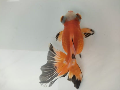 生体飯田産オランダ獅子頭弐歳魚約8センチ（1匹）オランダ/金魚/ローズテール/棚田産/きんぎょ/国産金魚【金魚小屋-希-福岡】