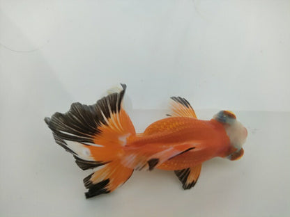 生体飯田産オランダ獅子頭弐歳魚約8センチ（1匹）オランダ/金魚/ローズテール/棚田産/きんぎょ/国産金魚【金魚小屋-希-福岡】