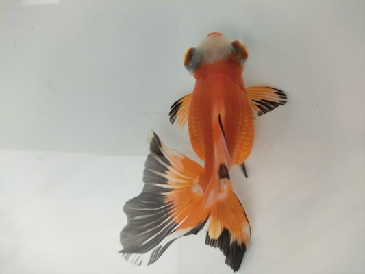 生体飯田産オランダ獅子頭弐歳魚約8センチ（1匹）オランダ/金魚/ローズテール/棚田産/きんぎょ/国産金魚【金魚小屋-希-福岡】