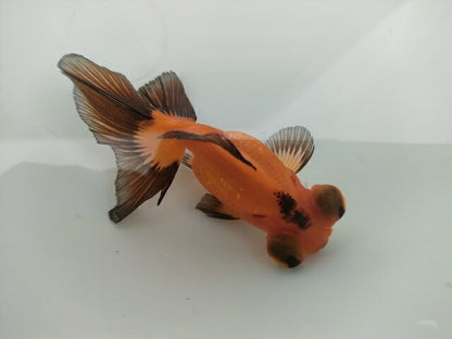 生体飯田産オランダ獅子頭弐歳魚約8センチ（1匹）オランダ/金魚/ローズテール/棚田産/きんぎょ/国産金魚【金魚小屋-希-福岡】