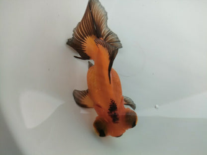 生体飯田産オランダ獅子頭弐歳魚約8センチ（1匹）オランダ/金魚/ローズテール/棚田産/きんぎょ/国産金魚【金魚小屋-希-福岡】