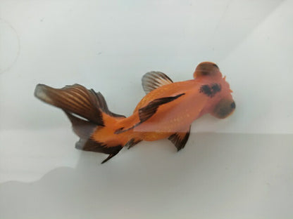 生体飯田産オランダ獅子頭弐歳魚約8センチ（1匹）オランダ/金魚/ローズテール/棚田産/きんぎょ/国産金魚【金魚小屋-希-福岡】