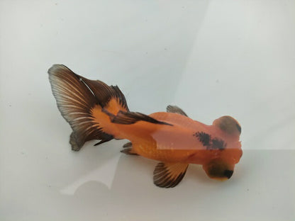 生体飯田産オランダ獅子頭弐歳魚約8センチ（1匹）オランダ/金魚/ローズテール/棚田産/きんぎょ/国産金魚【金魚小屋-希-福岡】