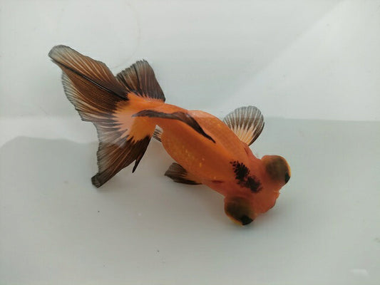 生体飯田産オランダ獅子頭弐歳魚約8センチ（1匹）オランダ/金魚/ローズテール/棚田産/きんぎょ/国産金魚【金魚小屋-希-福岡】