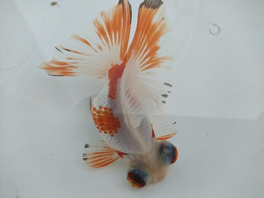 生体飯田産オランダ獅子頭弐歳魚約8センチ（1匹）オランダ/金魚/ローズテール/棚田産/きんぎょ/国産金魚【金魚小屋-希-福岡】