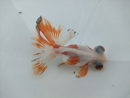 生体飯田産オランダ獅子頭弐歳魚約8センチ（1匹）オランダ/金魚/ローズテール/棚田産/きんぎょ/国産金魚【金魚小屋-希-福岡】