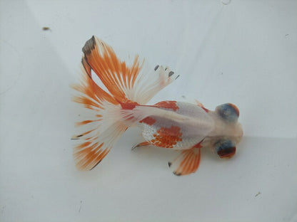 生体飯田産オランダ獅子頭弐歳魚約8センチ（1匹）オランダ/金魚/ローズテール/棚田産/きんぎょ/国産金魚【金魚小屋-希-福岡】