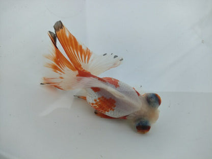 生体飯田産オランダ獅子頭弐歳魚約8センチ（1匹）オランダ/金魚/ローズテール/棚田産/きんぎょ/国産金魚【金魚小屋-希-福岡】