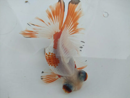 生体飯田産オランダ獅子頭弐歳魚約8センチ（1匹）オランダ/金魚/ローズテール/棚田産/きんぎょ/国産金魚【金魚小屋-希-福岡】
