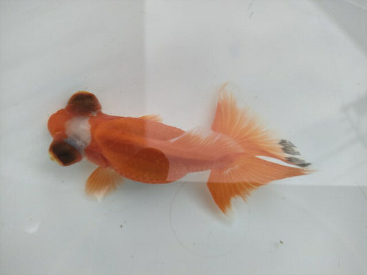 生体飯田産オランダ獅子頭弐歳魚約8センチ（1匹）オランダ/金魚/ローズテール/棚田産/きんぎょ/国産金魚【金魚小屋-希-福岡】