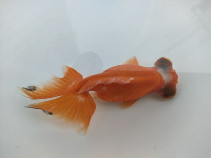 生体飯田産オランダ獅子頭弐歳魚約8センチ（1匹）オランダ/金魚/ローズテール/棚田産/きんぎょ/国産金魚【金魚小屋-希-福岡】