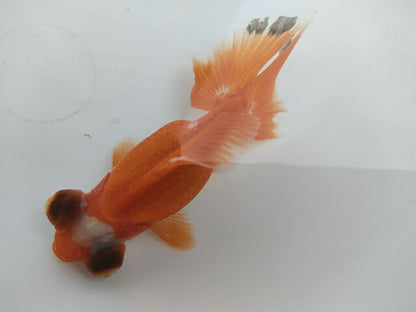 生体飯田産オランダ獅子頭弐歳魚約8センチ（1匹）オランダ/金魚/ローズテール/棚田産/きんぎょ/国産金魚【金魚小屋-希-福岡】