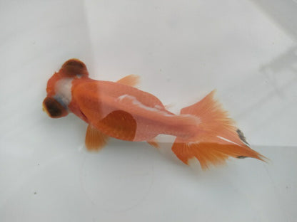 生体飯田産オランダ獅子頭弐歳魚約8センチ（1匹）オランダ/金魚/ローズテール/棚田産/きんぎょ/国産金魚【金魚小屋-希-福岡】