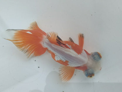 生体飯田産オランダ獅子頭弐歳魚約8センチ（1匹）オランダ/金魚/ローズテール/棚田産/きんぎょ/国産金魚【金魚小屋-希-福岡】