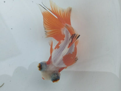生体飯田産オランダ獅子頭弐歳魚約8センチ（1匹）オランダ/金魚/ローズテール/棚田産/きんぎょ/国産金魚【金魚小屋-希-福岡】