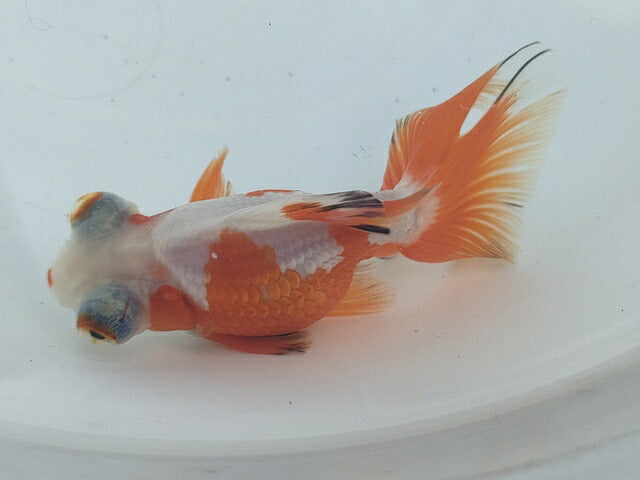生体飯田産オランダ獅子頭弐歳魚約8センチ（1匹）オランダ/金魚/ローズテール/棚田産/きんぎょ/国産金魚【金魚小屋-希-福岡】