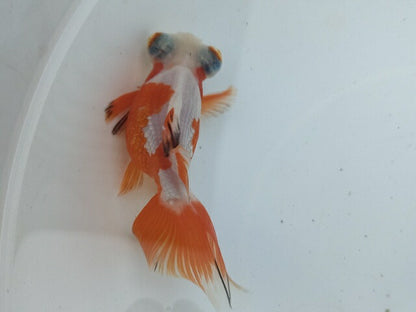 生体飯田産オランダ獅子頭弐歳魚約8センチ（1匹）オランダ/金魚/ローズテール/棚田産/きんぎょ/国産金魚【金魚小屋-希-福岡】