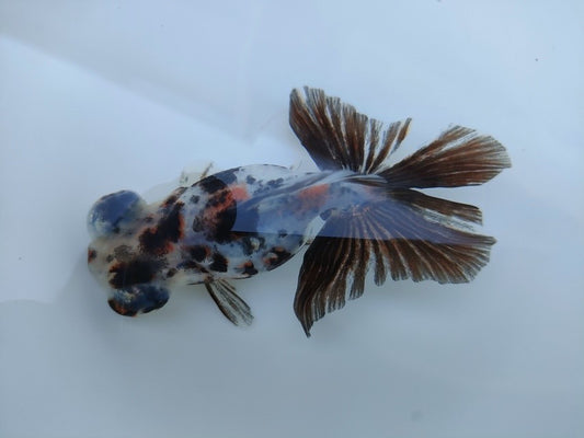 生体飯田産オランダ獅子頭弐歳魚約8センチ（1匹）オランダ/金魚/ローズテール/棚田産/きんぎょ/国産金魚【金魚小屋-希-福岡】