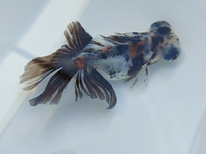 生体飯田産オランダ獅子頭弐歳魚約8センチ（1匹）オランダ/金魚/ローズテール/棚田産/きんぎょ/国産金魚【金魚小屋-希-福岡】
