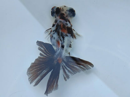 生体飯田産オランダ獅子頭弐歳魚約8センチ（1匹）オランダ/金魚/ローズテール/棚田産/きんぎょ/国産金魚【金魚小屋-希-福岡】