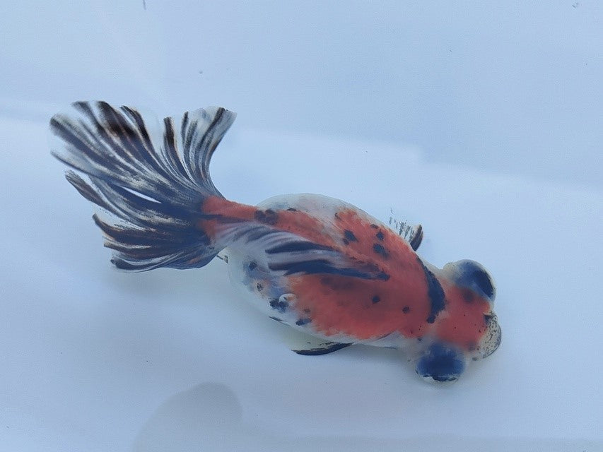 生体飯田産オランダ獅子頭弐歳魚約8センチ（1匹）オランダ/金魚/ローズテール/棚田産/きんぎょ/国産金魚【金魚小屋-希-福岡】