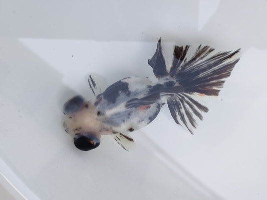 生体飯田産オランダ獅子頭弐歳魚約8センチ（1匹）オランダ/金魚/ローズテール/棚田産/きんぎょ/国産金魚【金魚小屋-希-福岡】