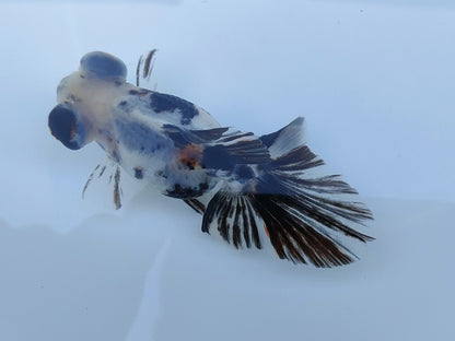 生体飯田産オランダ獅子頭弐歳魚約8センチ（1匹）オランダ/金魚/ローズテール/棚田産/きんぎょ/国産金魚【金魚小屋-希-福岡】
