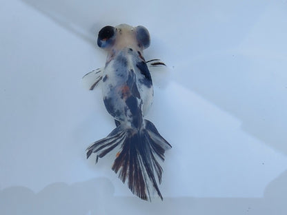 生体飯田産オランダ獅子頭弐歳魚約8センチ（1匹）オランダ/金魚/ローズテール/棚田産/きんぎょ/国産金魚【金魚小屋-希-福岡】