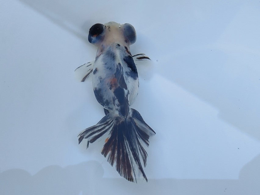 生体飯田産オランダ獅子頭弐歳魚約8センチ（1匹）オランダ/金魚/ローズテール/棚田産/きんぎょ/国産金魚【金魚小屋-希-福岡】