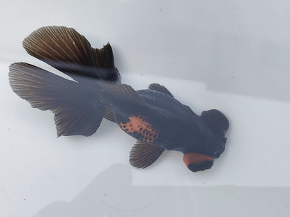 生体飯田産オランダ獅子頭弐歳魚約8センチ（1匹）オランダ/金魚/ローズテール/棚田産/きんぎょ/国産金魚【金魚小屋-希-福岡】