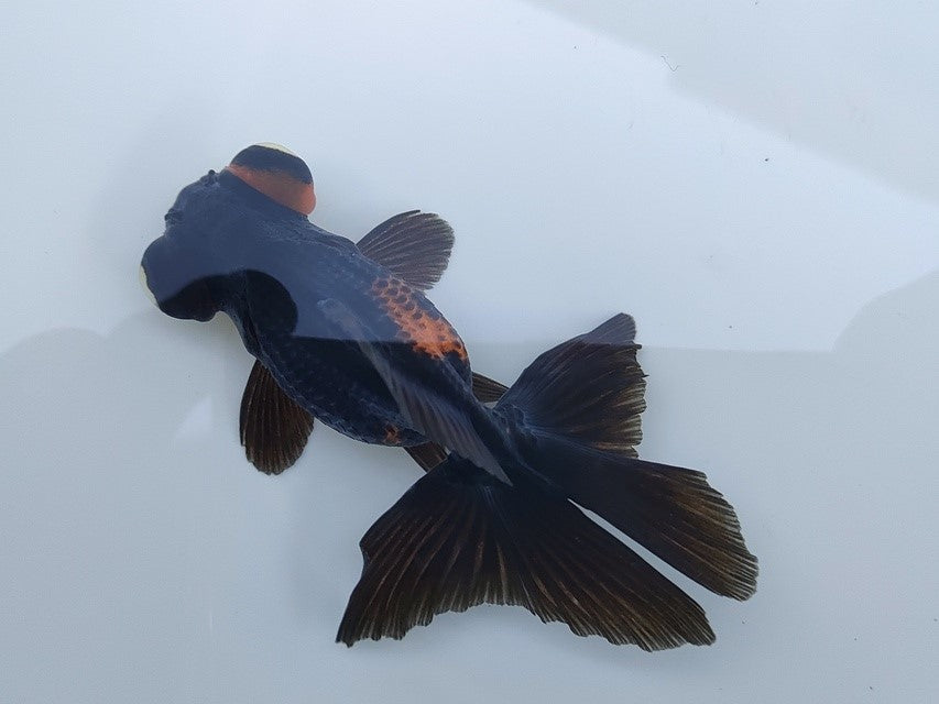 生体飯田産オランダ獅子頭弐歳魚約8センチ（1匹）オランダ/金魚/ローズテール/棚田産/きんぎょ/国産金魚【金魚小屋-希-福岡】