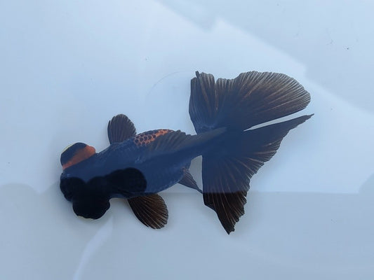生体飯田産オランダ獅子頭弐歳魚約8センチ（1匹）オランダ/金魚/ローズテール/棚田産/きんぎょ/国産金魚【金魚小屋-希-福岡】