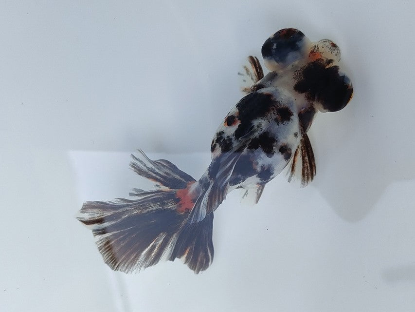 生体飯田産オランダ獅子頭弐歳魚約8センチ（1匹）オランダ/金魚/ローズテール/棚田産/きんぎょ/国産金魚【金魚小屋-希-福岡】