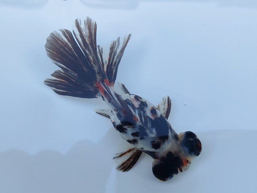 生体飯田産オランダ獅子頭弐歳魚約8センチ（1匹）オランダ/金魚/ローズテール/棚田産/きんぎょ/国産金魚【金魚小屋-希-福岡】