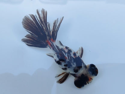 生体飯田産オランダ獅子頭弐歳魚約8センチ（1匹）オランダ/金魚/ローズテール/棚田産/きんぎょ/国産金魚【金魚小屋-希-福岡】