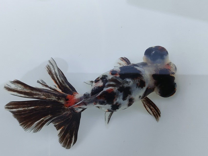 生体飯田産オランダ獅子頭弐歳魚約8センチ（1匹）オランダ/金魚/ローズテール/棚田産/きんぎょ/国産金魚【金魚小屋-希-福岡】