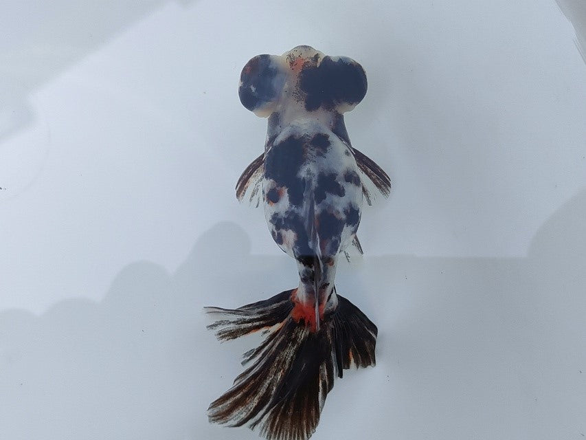 生体飯田産オランダ獅子頭弐歳魚約8センチ（1匹）オランダ/金魚/ローズテール/棚田産/きんぎょ/国産金魚【金魚小屋-希-福岡】