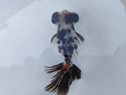 生体飯田産オランダ獅子頭弐歳魚約8センチ（1匹）オランダ/金魚/ローズテール/棚田産/きんぎょ/国産金魚【金魚小屋-希-福岡】