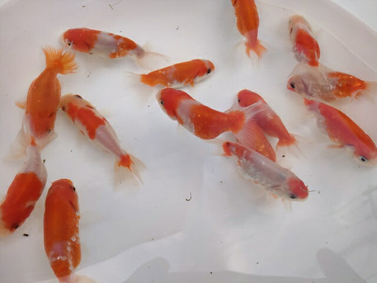 生体加藤産桜錦弐歳魚約7センチ（1匹）らんちゅう/金魚/江戸錦/変わりらんちゅう/きんぎょ/国産金魚【金魚小屋-希-福岡】