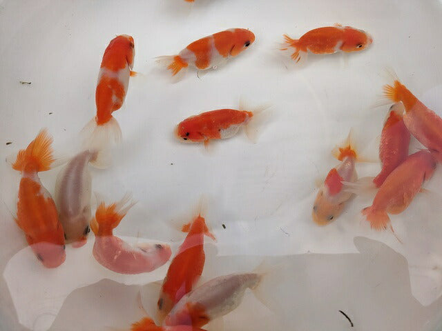 生体加藤産桜錦弐歳魚約7センチ（1匹）らんちゅう/金魚/江戸錦/変わりらんちゅう/きんぎょ/国産金魚【金魚小屋-希-福岡】
