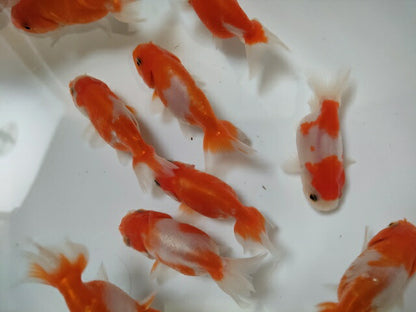 生体加藤産桜錦弐歳魚約7センチ（1匹）らんちゅう/金魚/江戸錦/変わりらんちゅう/きんぎょ/国産金魚【金魚小屋-希-福岡】