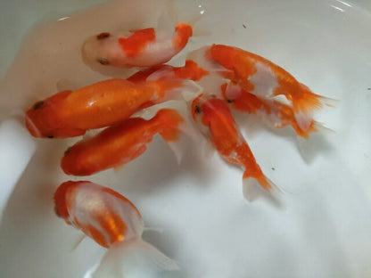 生体加藤産桜錦弐歳魚約7センチ（1匹）らんちゅう/金魚/江戸錦/変わりらんちゅう/きんぎょ/国産金魚【金魚小屋-希-福岡】