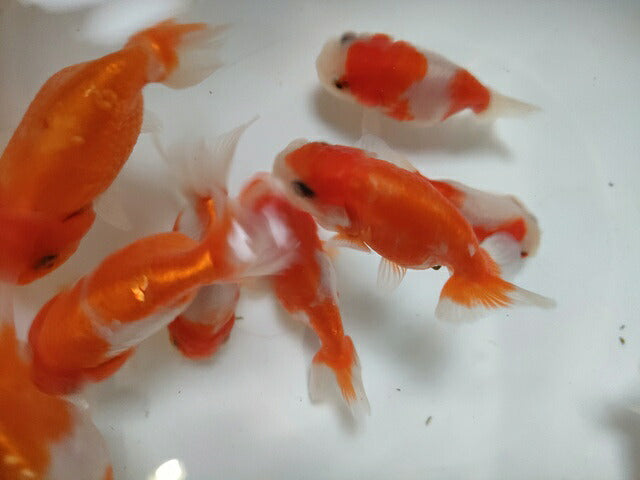 生体加藤産桜錦弐歳魚約7センチ（1匹）らんちゅう/金魚/江戸錦/変わりらんちゅう/きんぎょ/国産金魚【金魚小屋-希-福岡】