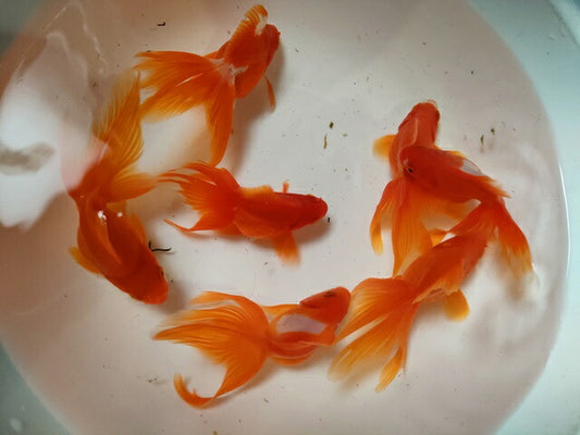 生体飯田産更紗琉金弐歳魚約7～8センチ（1匹）オランダ/金魚/ローズテール/棚田産/きんぎょ/国産金魚【金魚小屋-希-福岡】