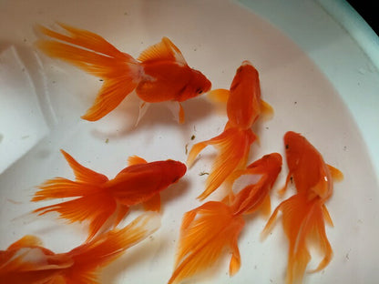 生体飯田産更紗琉金弐歳魚約7～8センチ（1匹）オランダ/金魚/ローズテール/棚田産/きんぎょ/国産金魚【金魚小屋-希-福岡】