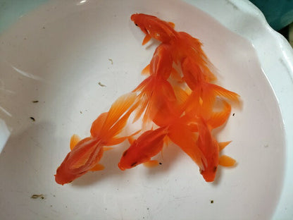生体飯田産更紗琉金弐歳魚約7～8センチ（1匹）オランダ/金魚/ローズテール/棚田産/きんぎょ/国産金魚【金魚小屋-希-福岡】